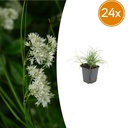 24x Luzula nivea - ↕10-25cm - Ø9cm