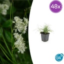 Schneemarbel 48er-Set (Luzula nivea) – winterhartes Ziergras, Topf-Ø 9 cm, Höhe ca. 25 cm