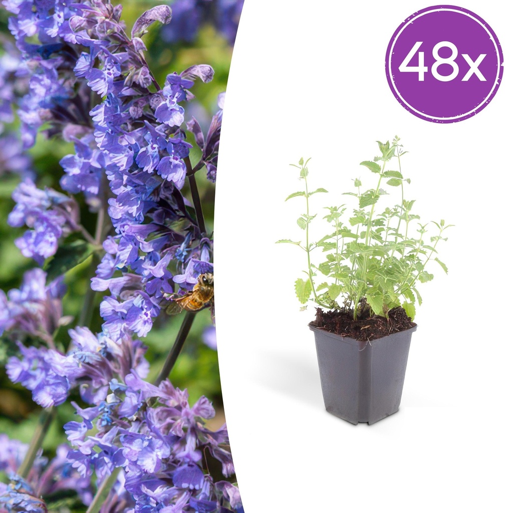 48x Nepeta 'Six Hills Giant' - ↕10-25cm - Ø9cm