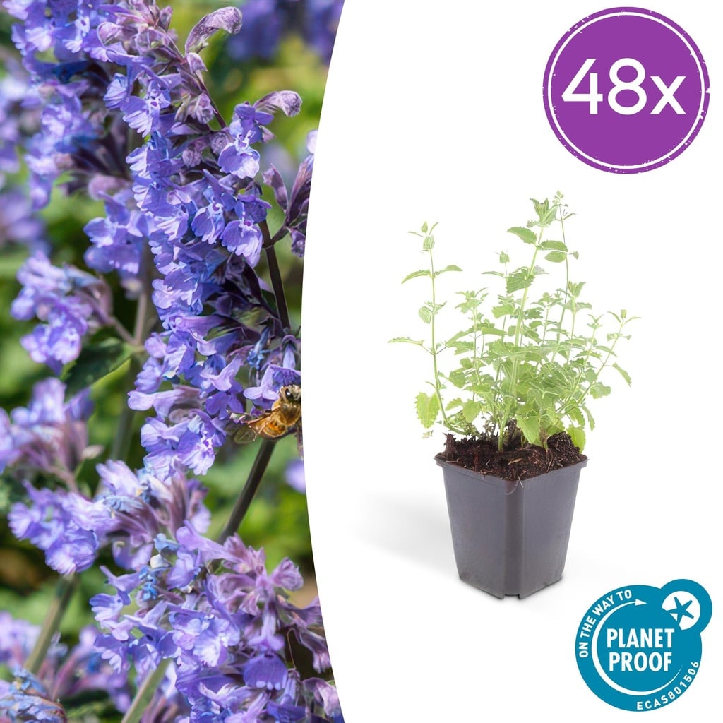 Katzenminze 'Six Hills Giant' 48er-Set (Nepeta) – winterharte Staude, Topf-Ø 9 cm, Höhe ca. 25 cm