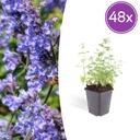 48x Nepeta 'Six Hills Giant' - ↕10-25cm - Ø9cm