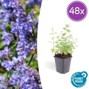 Katzenminze 'Six Hills Giant' 48er-Set (Nepeta) – winterharte Staude, Topf-Ø 9 cm, Höhe ca. 25 cm