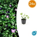 Großes Immergrün 24er-Set (Vinca major) – winterharter Bodendecker, Topf-Ø 9 cm, Höhe ca. 25 cm