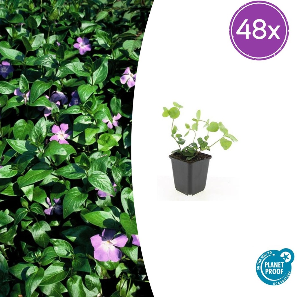 Großes Immergrün 48er-Set (Vinca major) – winterharter Bodendecker, Topf-Ø 9 cm, Höhe ca. 25 cm