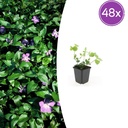 48x Vinca major - ↕10-25cm - Ø9cm