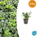 Dickmännchen 'Green Sheen' 24er-Set (Pachysandra terminalis) – winterharter Bodendecker, Topf-Ø 9 cm, Höhe ca. 25 cm