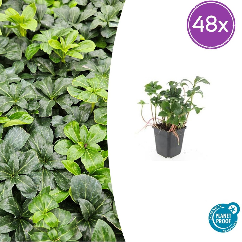 Ysander 'Grüner Glanz' 48er-Set (Pachysandra terminalis) – winterharte Bodendecker-Staude, Topf-Ø 9 cm, Höhe ca. 25 cm