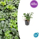 Ysander 'Grüner Glanz' 48er-Set (Pachysandra terminalis) – winterharte Bodendecker-Staude, Topf-Ø 9 cm, Höhe ca. 25 cm