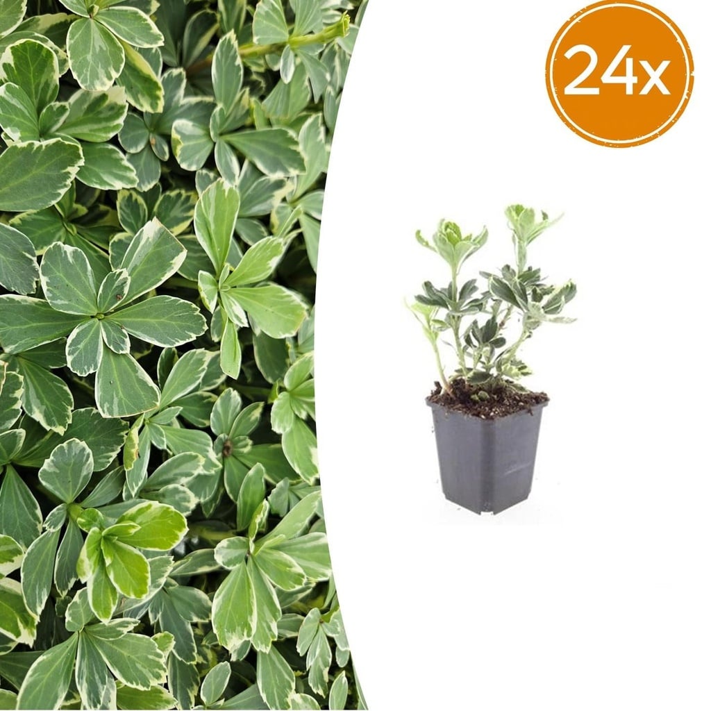 24x Pachysandra terminalis 'Variegata' - ↕10-25cm - Ø9cm