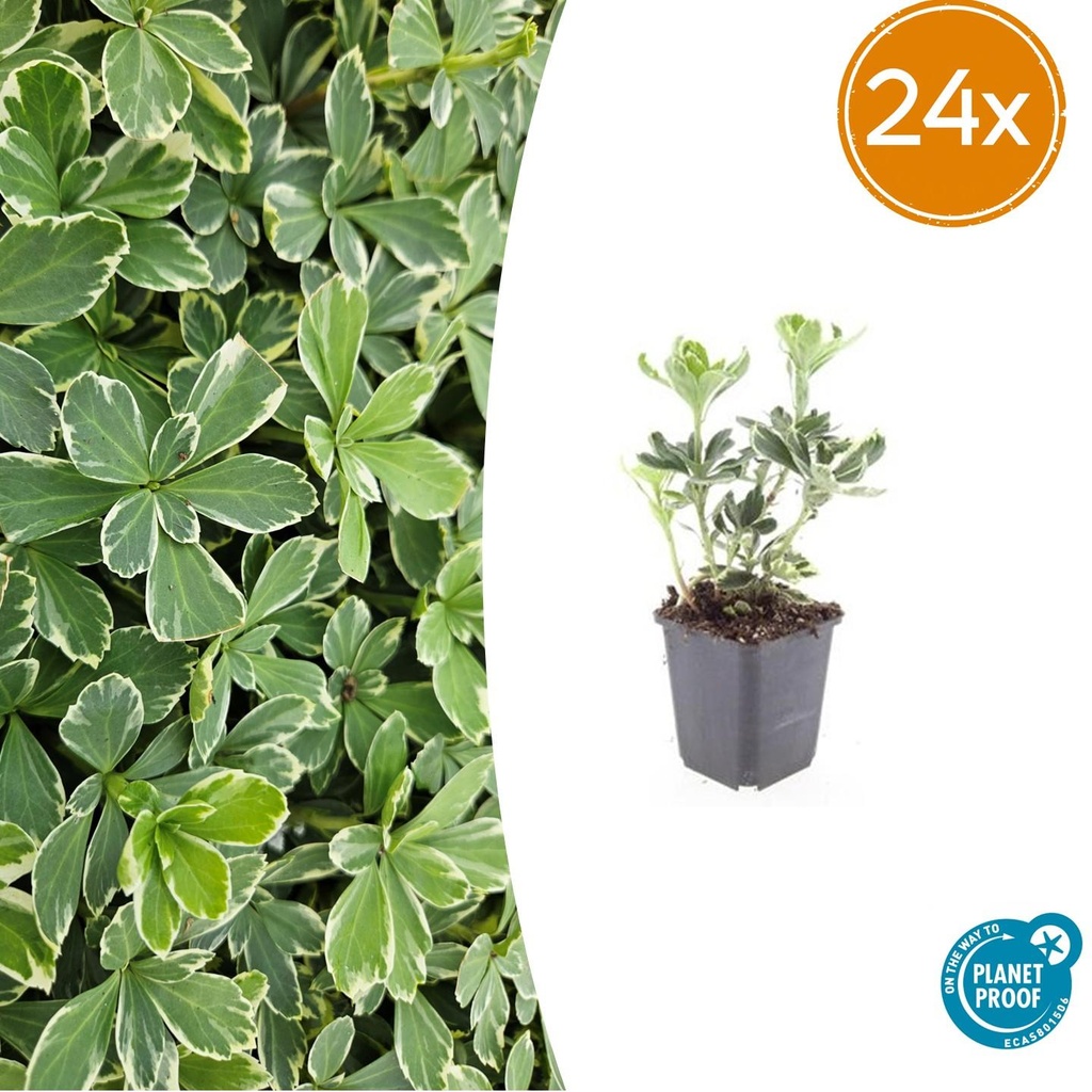 Dickmännchen 'Variegata' 24er-Set (Pachysandra terminalis) – winterharter Bodendecker, Topf-Ø 9 cm, Höhe ca. 25 cm