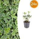 24x Pachysandra terminalis 'Variegata' - ↕10-25cm - Ø9cm