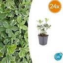 Dickmännchen 'Variegata' 24er-Set (Pachysandra terminalis) – winterharter Bodendecker, Topf-Ø 9 cm, Höhe ca. 25 cm