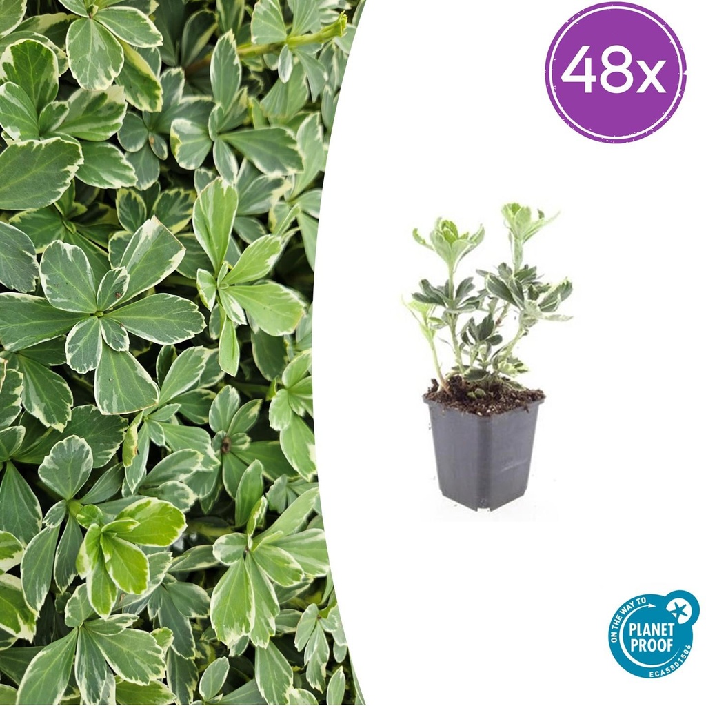 Ysander 'Variegata' 48er-Set (Pachysandra terminalis) – winterharte Bodendecker-Staude, Topf-Ø 9 cm, Höhe ca. 25 cm