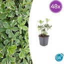 Ysander 'Variegata' 48er-Set (Pachysandra terminalis) – winterharte Bodendecker-Staude, Topf-Ø 9 cm, Höhe ca. 25 cm