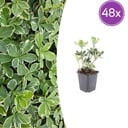 Ysander 'Variegata' 48er-Set (Pachysandra terminalis) – winterharte Bodendecker-Staude, Topf-Ø 9 cm, Höhe ca. 25 cm