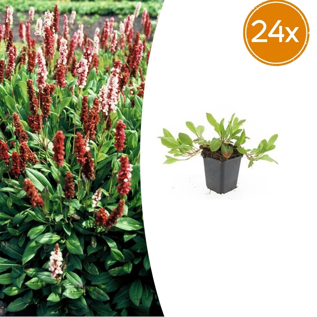 24x Persicaria affinis 'Darjeeling Red' - ↕10-25cm - Ø9cm