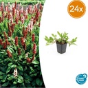 Teppich-Knöterich 'Darjeeling Red' 24er-Set (Persicaria affinis) – winterharter Bodendecker, Topf-Ø 9 cm, Höhe ca. 25 cm