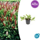Teppichknöterich 'Darjeeling Red' 48er-Set (Persicaria affinis) – winterharte Bodendecker-Staude, Topf-Ø 9 cm, Höhe ca. 25 cm