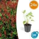 Kerzenknöterich 24er-Set (Persicaria amplexicaulis) – winterharte Staude, Topf-Ø 9 cm, Höhe ca. 25 cm