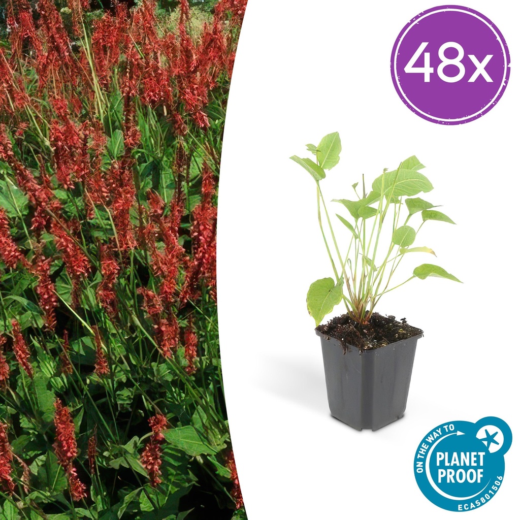 Kerzenknöterich 48er-Set (Persicaria amplexicaulis) – winterharte Staude, Topf-Ø 9 cm, Höhe ca. 25 cm