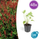 Kerzenknöterich 48er-Set (Persicaria amplexicaulis) – winterharte Staude, Topf-Ø 9 cm, Höhe ca. 25 cm
