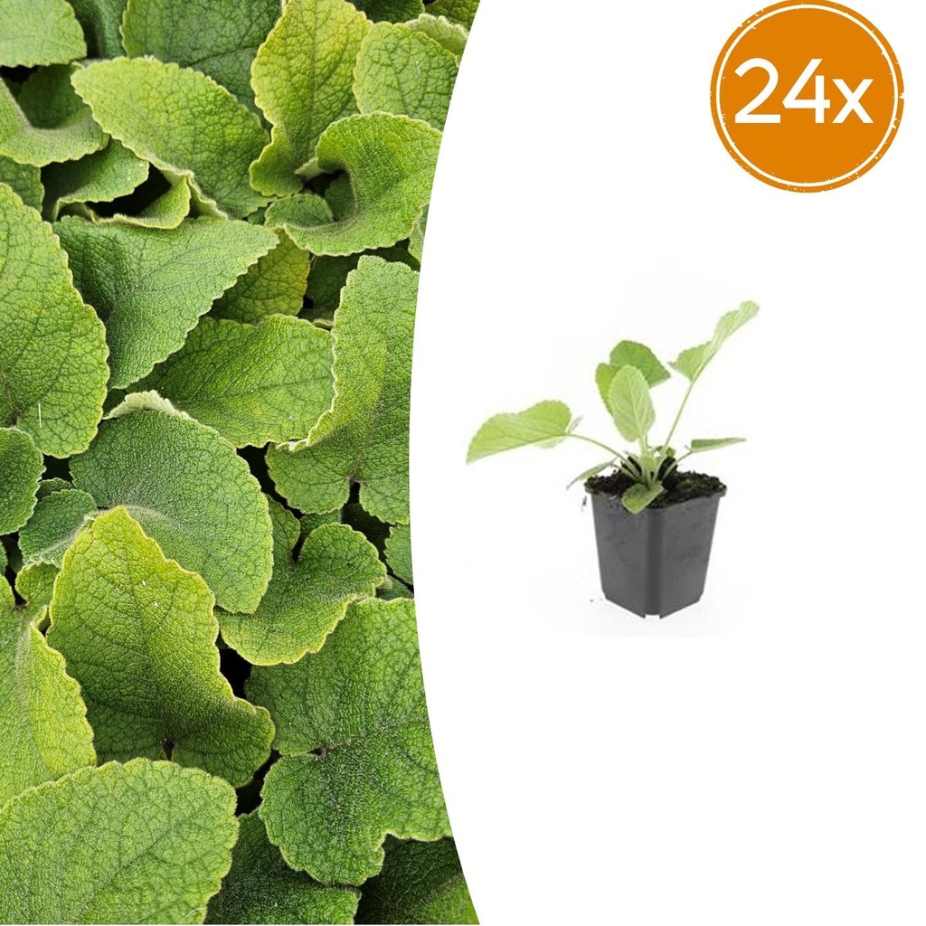 24x Phlomis russeliana - ↕10-25cm - Ø9cm