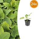 24x Phlomis russeliana - ↕10-25cm - Ø9cm