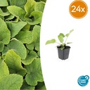 Syrisches Brandkraut 24er-Set (Phlomis russeliana) – winterharte Staude, Topf-Ø 9 cm, Höhe ca. 25 cm