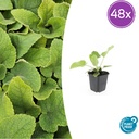 Syrisches Brandkraut 48er-Set (Phlomis russeliana) – winterharte Staude, Topf-Ø 9 cm, Höhe ca. 25 cm