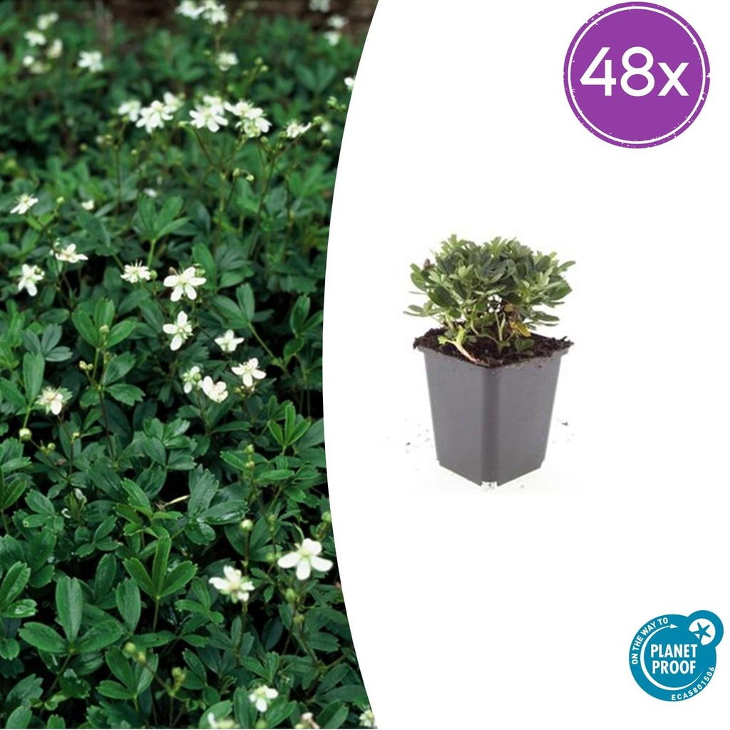 Dreizahn-Fingerkraut 'Nuuk' 48er-Set (Potentilla tridentata) – winterharte Staude, Topf-Ø 9 cm, Höhe ca. 25 cm