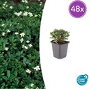 Dreizahn-Fingerkraut 'Nuuk' 48er-Set (Potentilla tridentata) – winterharte Staude, Topf-Ø 9 cm, Höhe ca. 25 cm