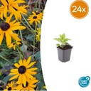 Glänzender Sonnenhut 'Goldsturm' 24er-Set (Rudbeckia fulgida) – winterharte Staude, Topf-Ø 9 cm, Höhe ca. 25 cm