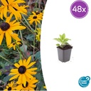 Glänzender Sonnenhut 'Goldsturm' 48er-Set (Rudbeckia fulgida) – winterharte Staude, Topf-Ø 9 cm, Höhe ca. 25 cm