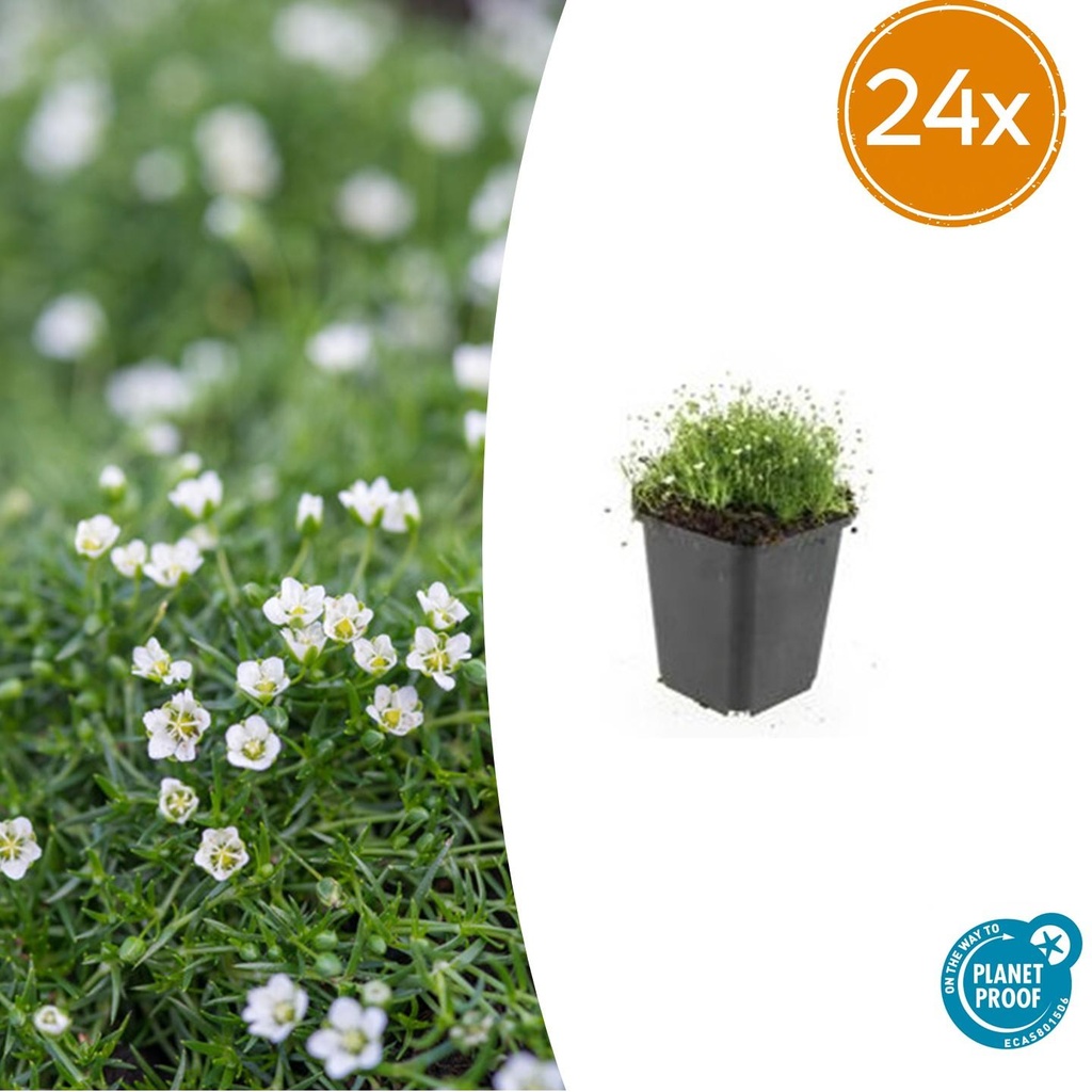 Sternmoos 24er-Set (Sagina subulata) – winterharte Staude, Topf-Ø 9 cm, Höhe ca. 25 cm