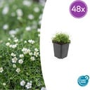 Sternmoos 48er-Set (Sagina subulata) – winterharte Staude, Topf-Ø 9 cm, Höhe ca. 25 cm