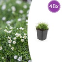 Sternmoos 48er-Set (Sagina subulata) – winterharte Staude, Topf-Ø 9 cm, Höhe ca. 25 cm