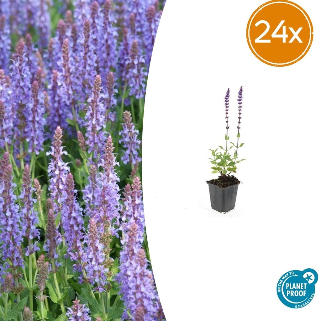 Steppen-Salbei 'Caradonna' 24er-Set (Salvia nemorosa) – winterharte Staude, Topf-Ø 9 cm, Höhe ca. 25 cm