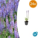 Steppen-Salbei 'Caradonna' 24er-Set (Salvia nemorosa) – winterharte Staude, Topf-Ø 9 cm, Höhe ca. 25 cm