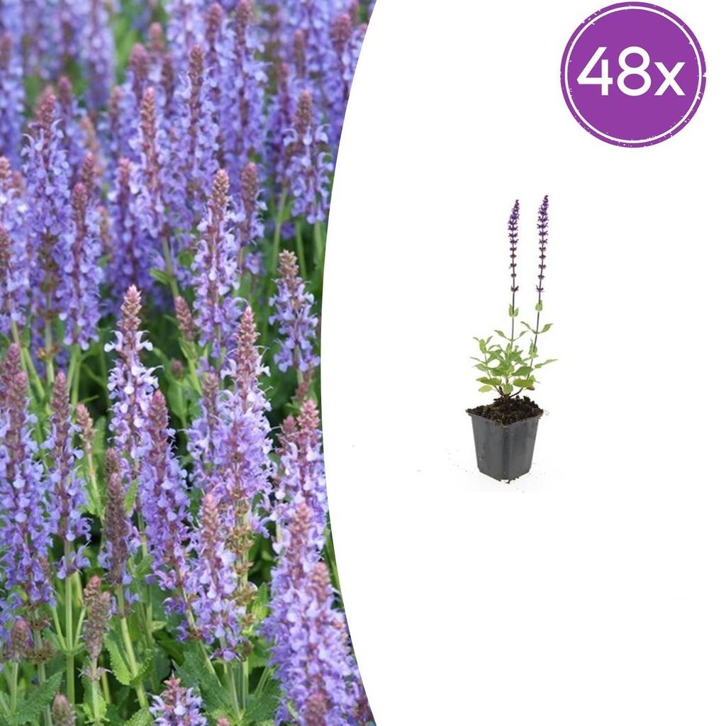 48x Salvia nem. 'Caradonna' - ↕10-25cm - Ø9cm