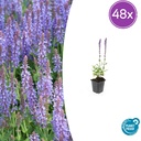 Steppen-Salbei 'Caradonna' 48er-Set (Salvia nemorosa) – winterharte Staude, Topf-Ø 9 cm, Höhe ca. 25 cm