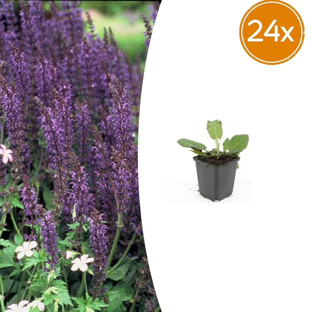 24x Salvia nemorosa 'Mainacht' - ↕10-25cm - Ø9cm