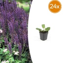 24x Salvia nemorosa 'Mainacht' - ↕10-25cm - Ø9cm