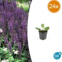 Steppen-Salbei 'Mainacht' 24er-Set (Salvia nemorosa) – winterharte Staude, Topf-Ø 9 cm, Höhe ca. 25 cm