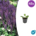 Steppen-Salbei 'Mainacht' 48er-Set (Salvia nemorosa) – winterharte Staude, Topf-Ø 9 cm, Höhe ca. 25 cm