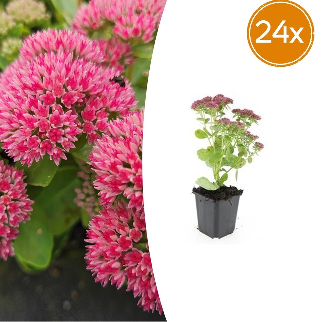 24x Sedum 'Herbstfreude' - ↕10-25cm - Ø9cm