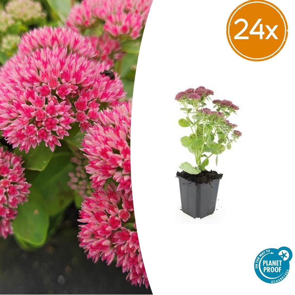 Fetthenne 'Herbstfreude' 24er-Set (Sedum) – winterharte Staude, Topf-Ø 9 cm, Höhe ca. 25 cm