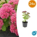 Fetthenne 'Herbstfreude' 24er-Set (Sedum) – winterharte Staude, Topf-Ø 9 cm, Höhe ca. 25 cm