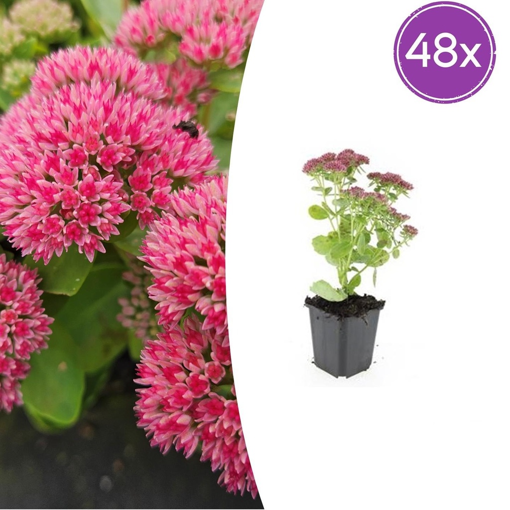 48x Sedum 'Herbstfreude' - ↕10-25cm - Ø9cm