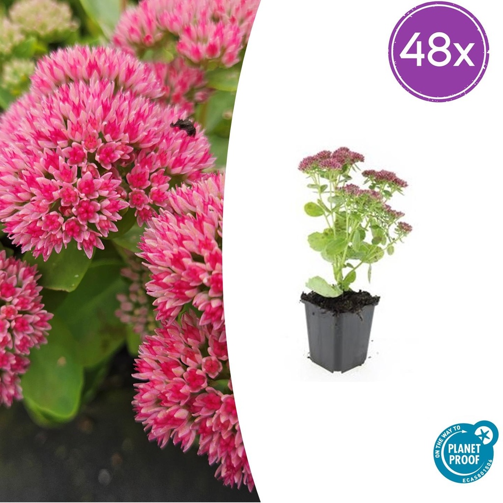 Fetthenne 'Herbstfreude' 48er-Set (Sedum) – winterharte Staude, Topf-Ø 9 cm, Höhe ca. 25 cm