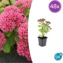Fetthenne 'Herbstfreude' 48er-Set (Sedum) – winterharte Staude, Topf-Ø 9 cm, Höhe ca. 25 cm